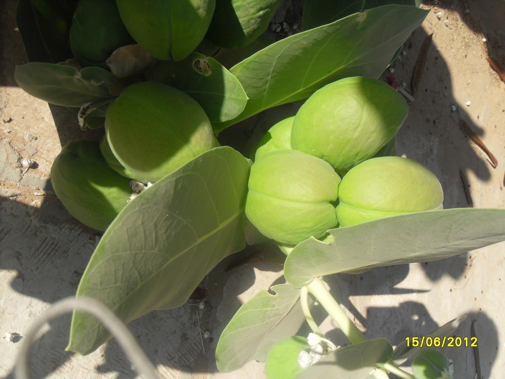 Villa Diletta Luxor Luaran gambar